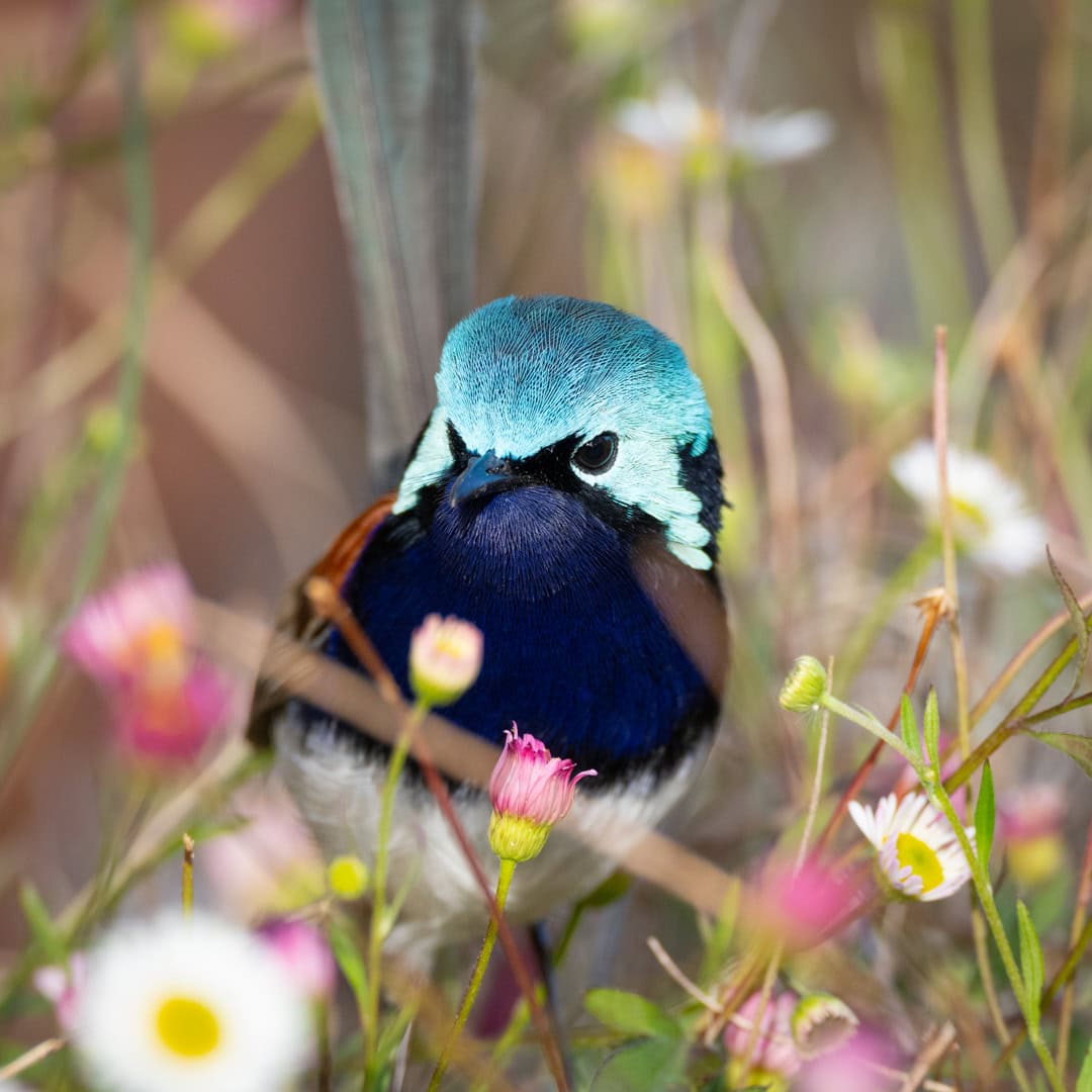 Blue Wren
