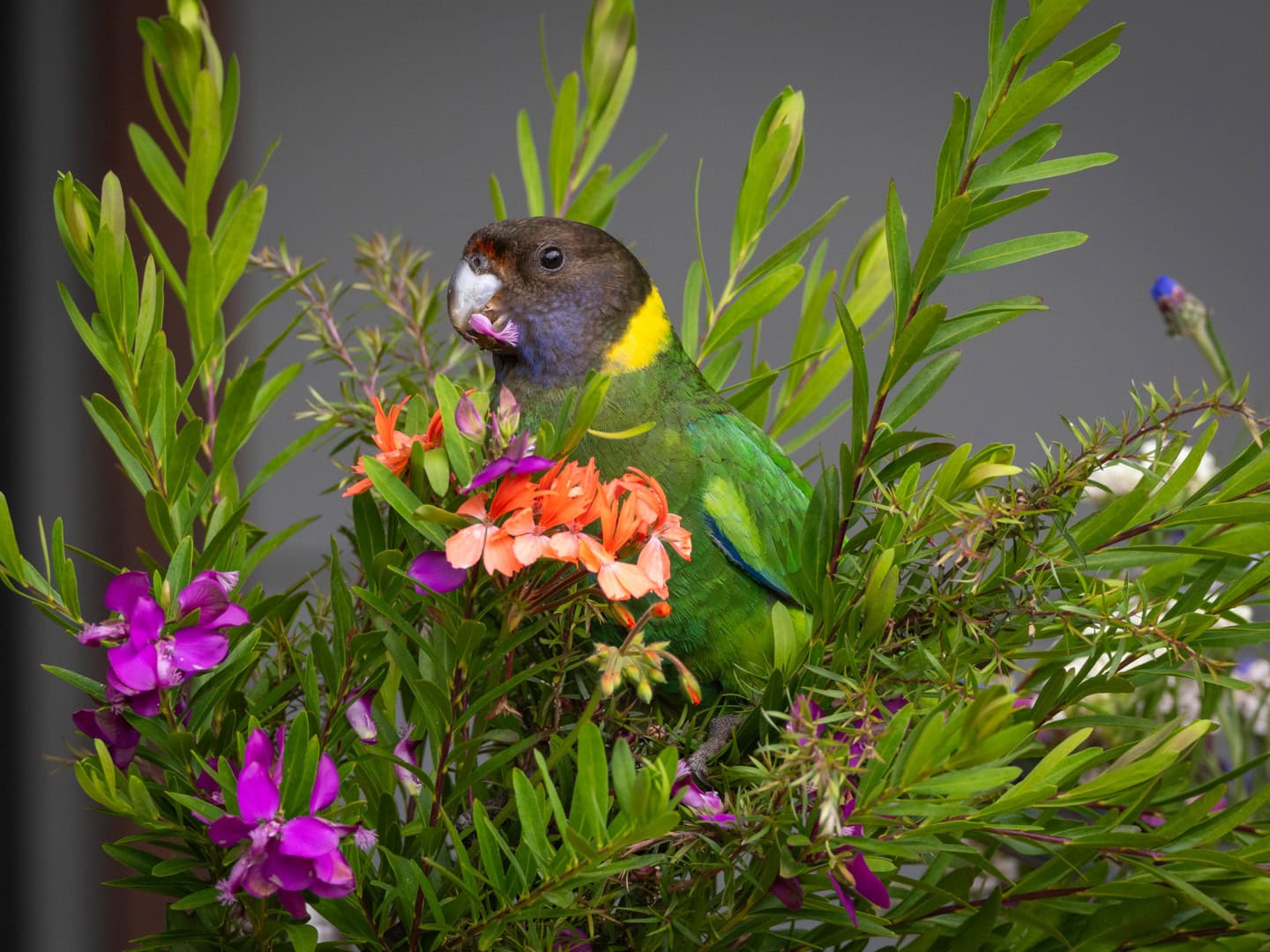 Parrot