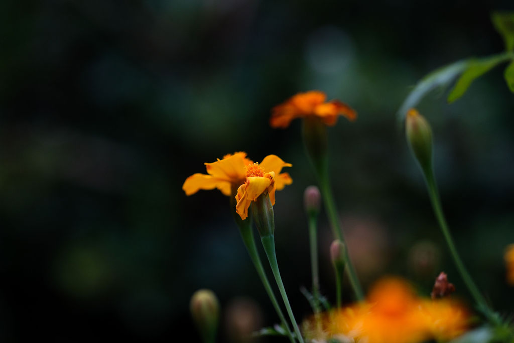 Gardens alive with colour