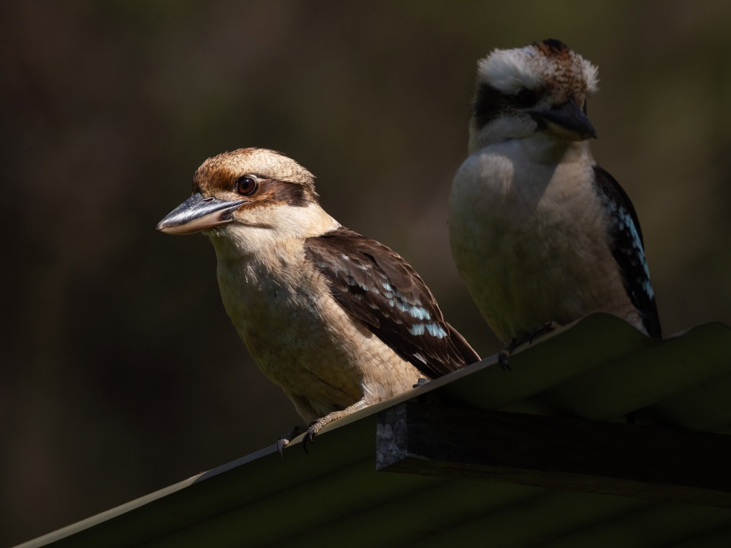 A birdwatchers paradise