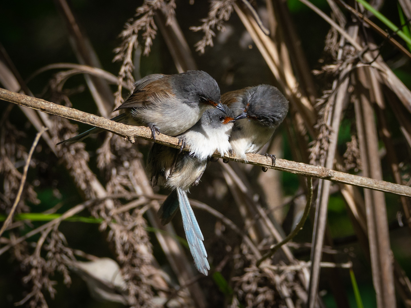 Birdwatching paradise