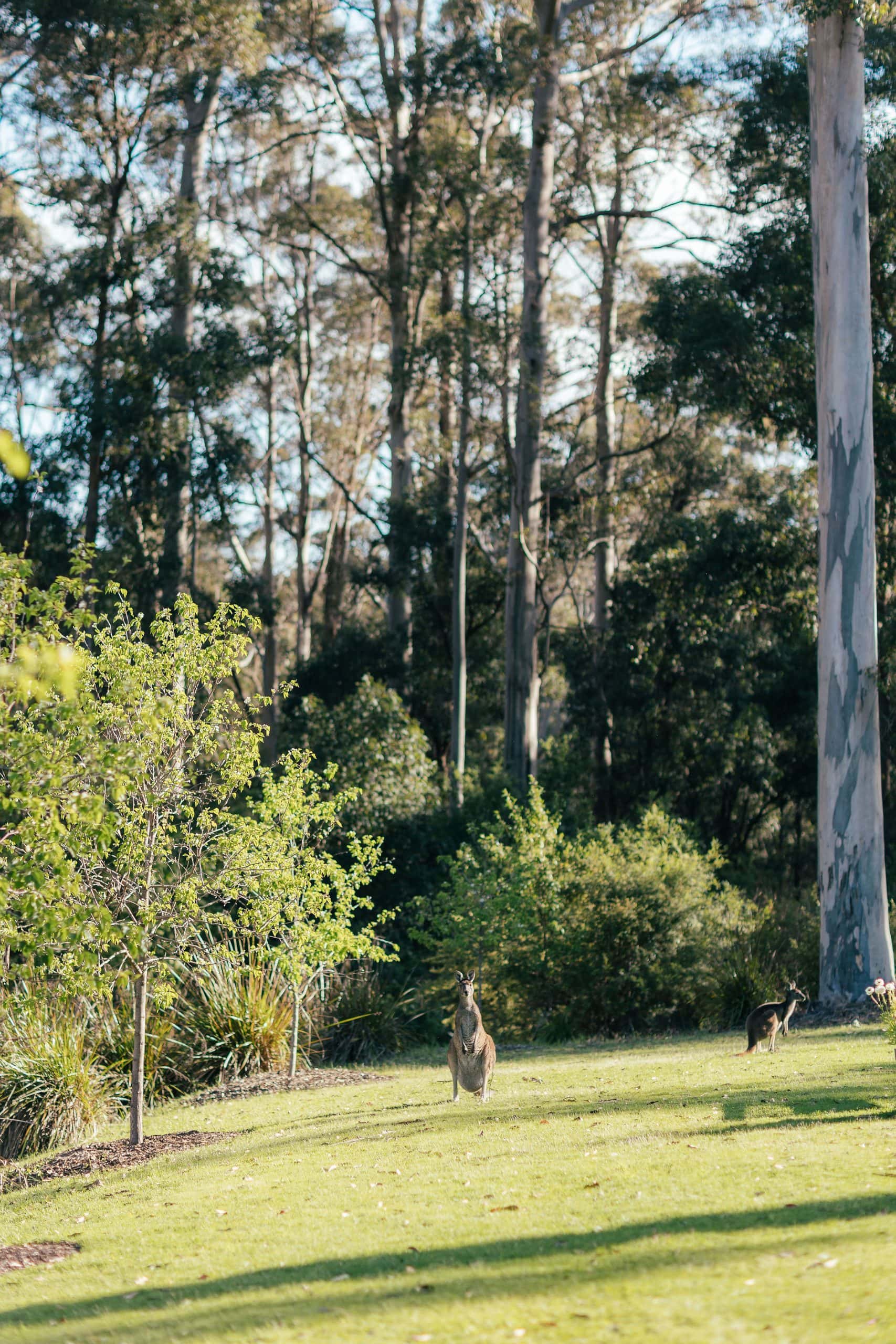 Old growth forest on your doorstep