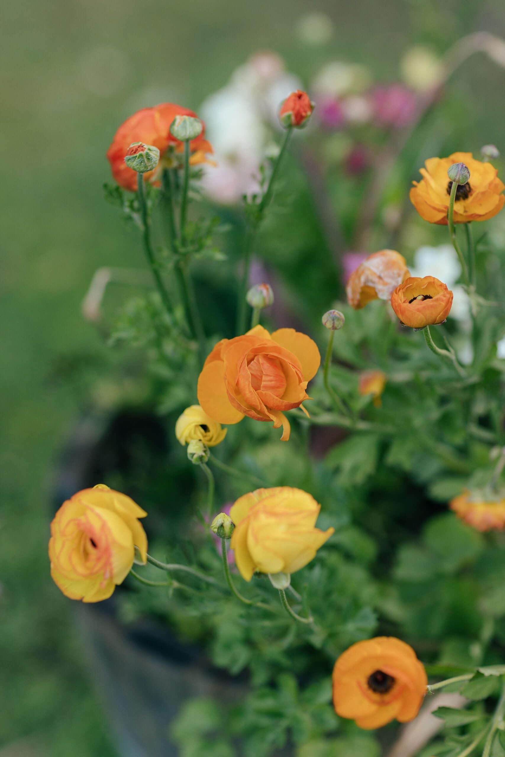 Gorgeous gardens for you to explore