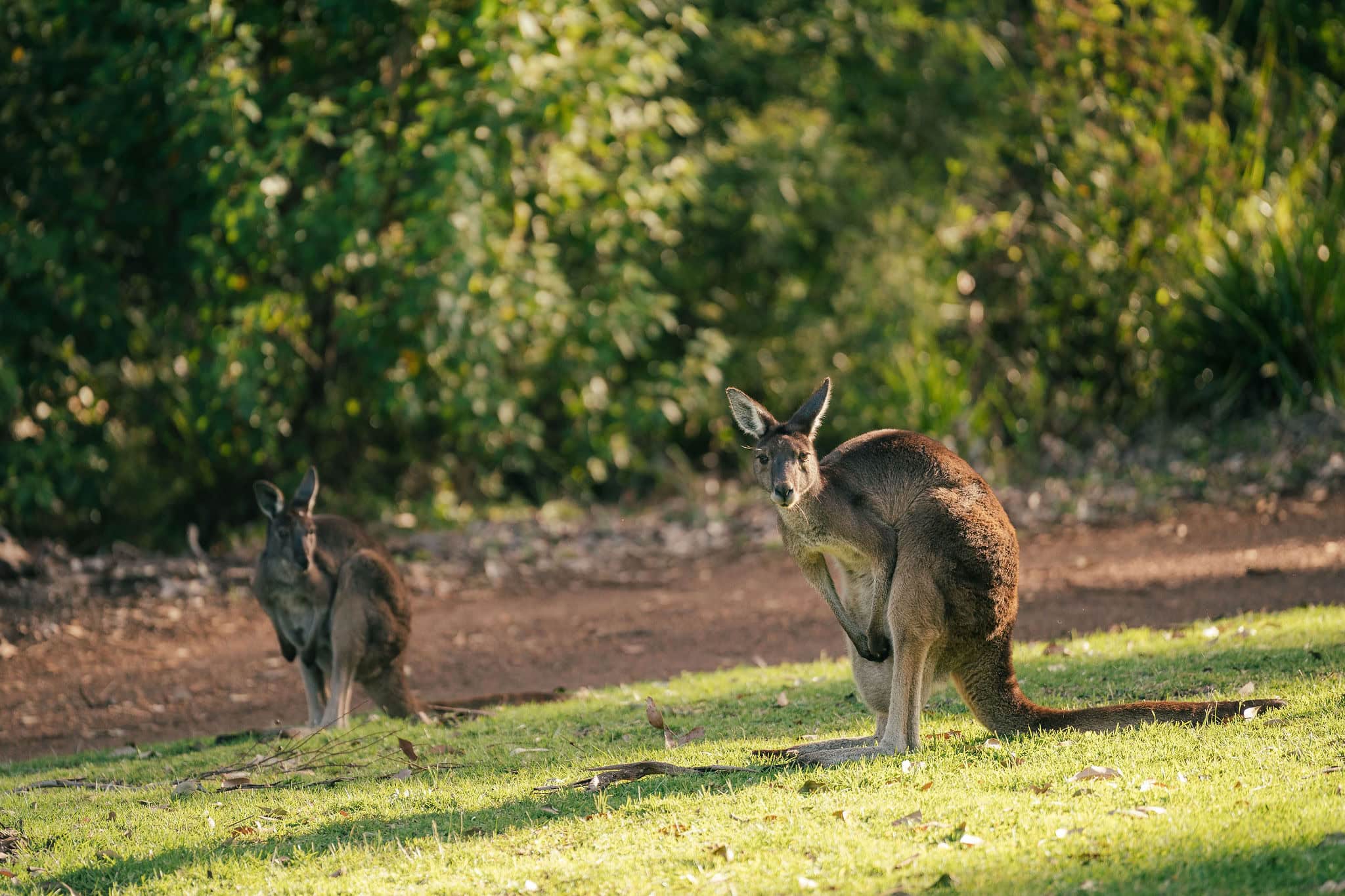 Kangaroos are frequent visitors to our grounds