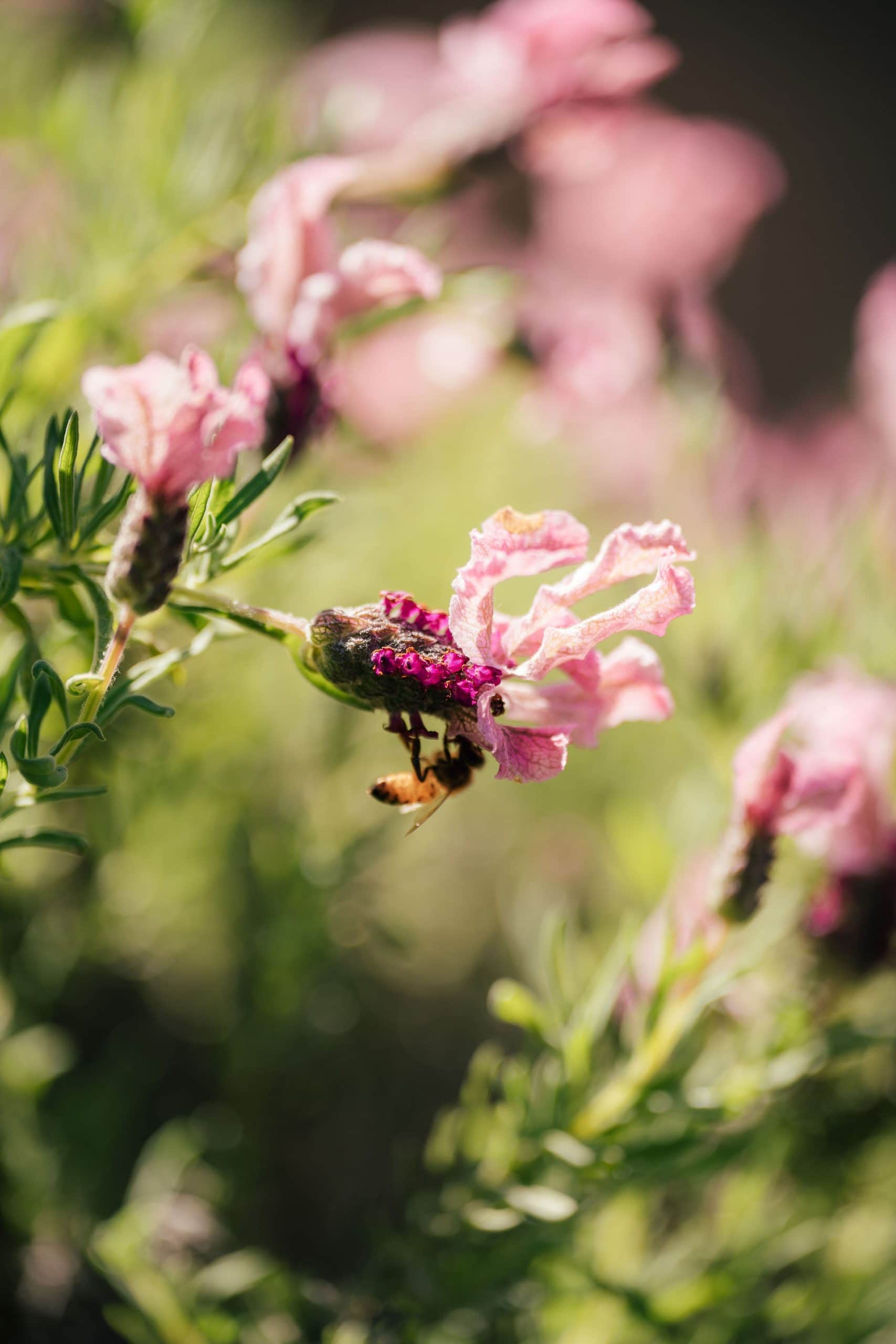 Our gardens are alive with colour