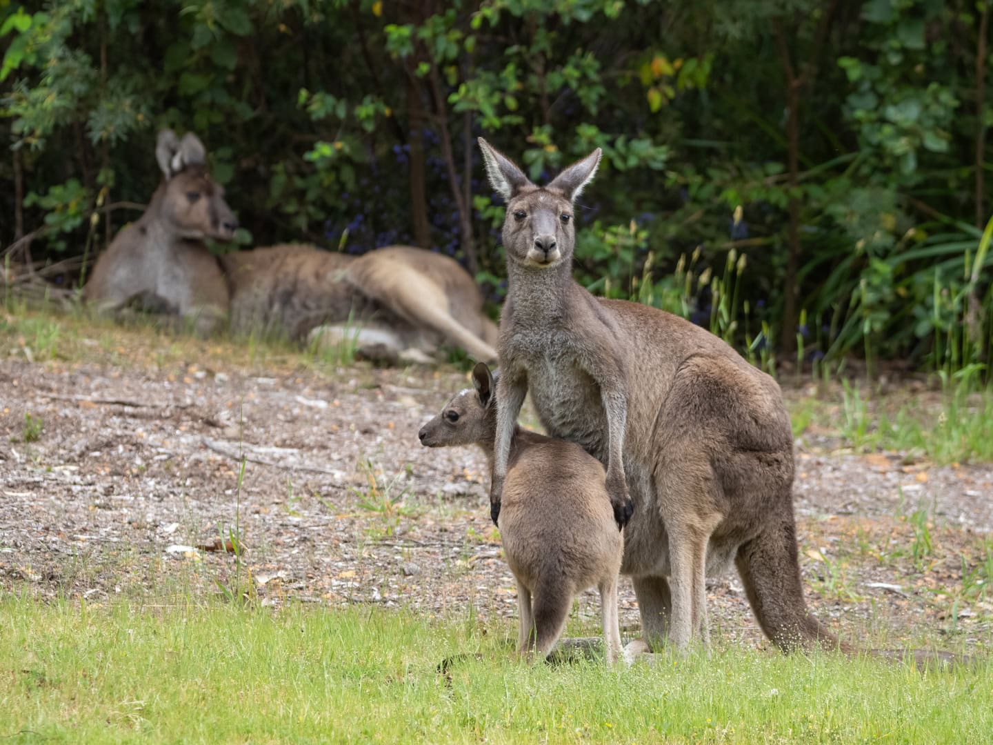 Grey Kangaroos