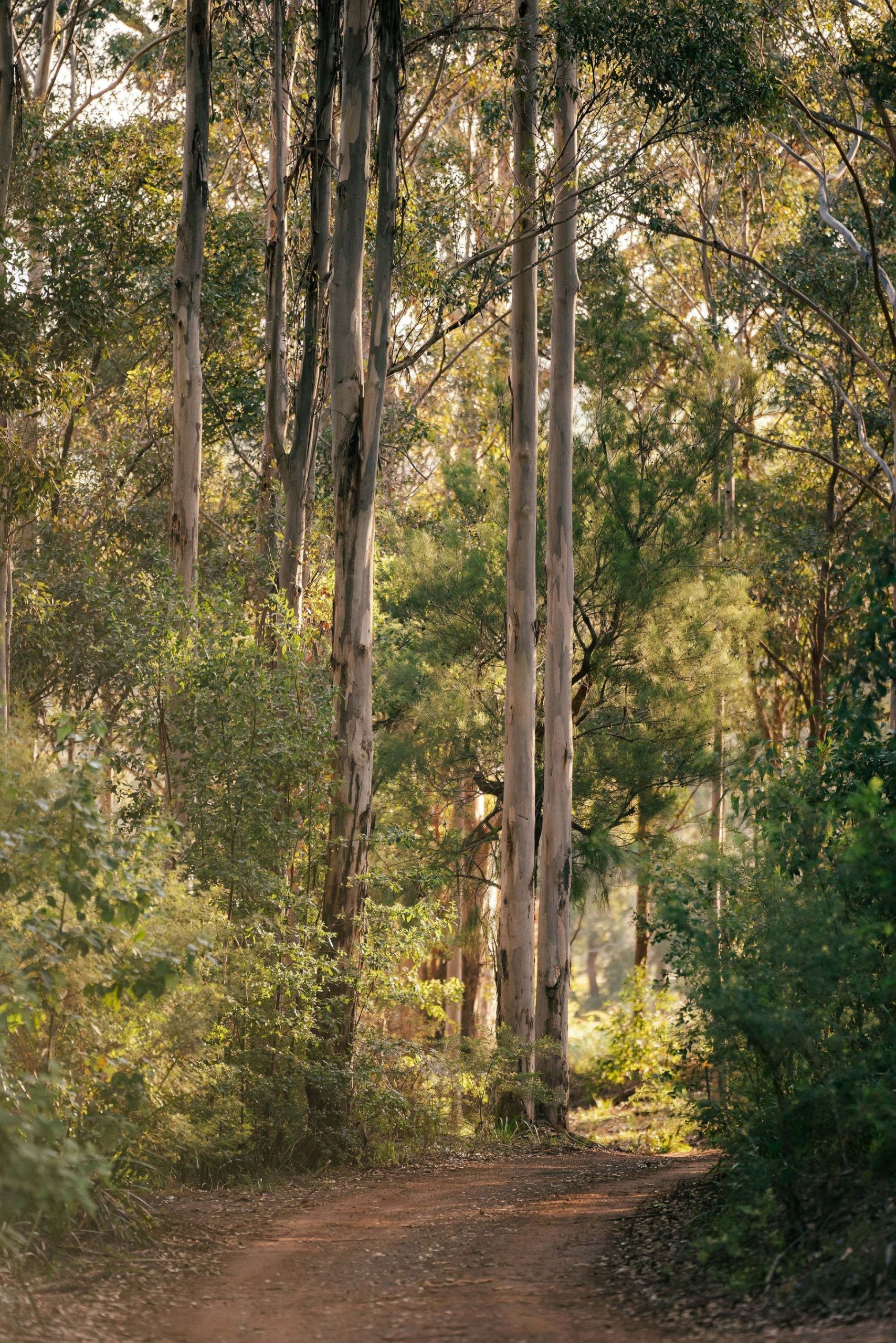 RiftPhotography-FloatingForestDenmark-643a