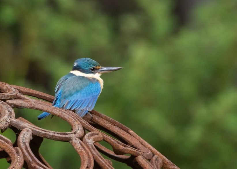 Sacred Kingfisher_The Floating Forest_Denmark_23-10-23_Hires_011