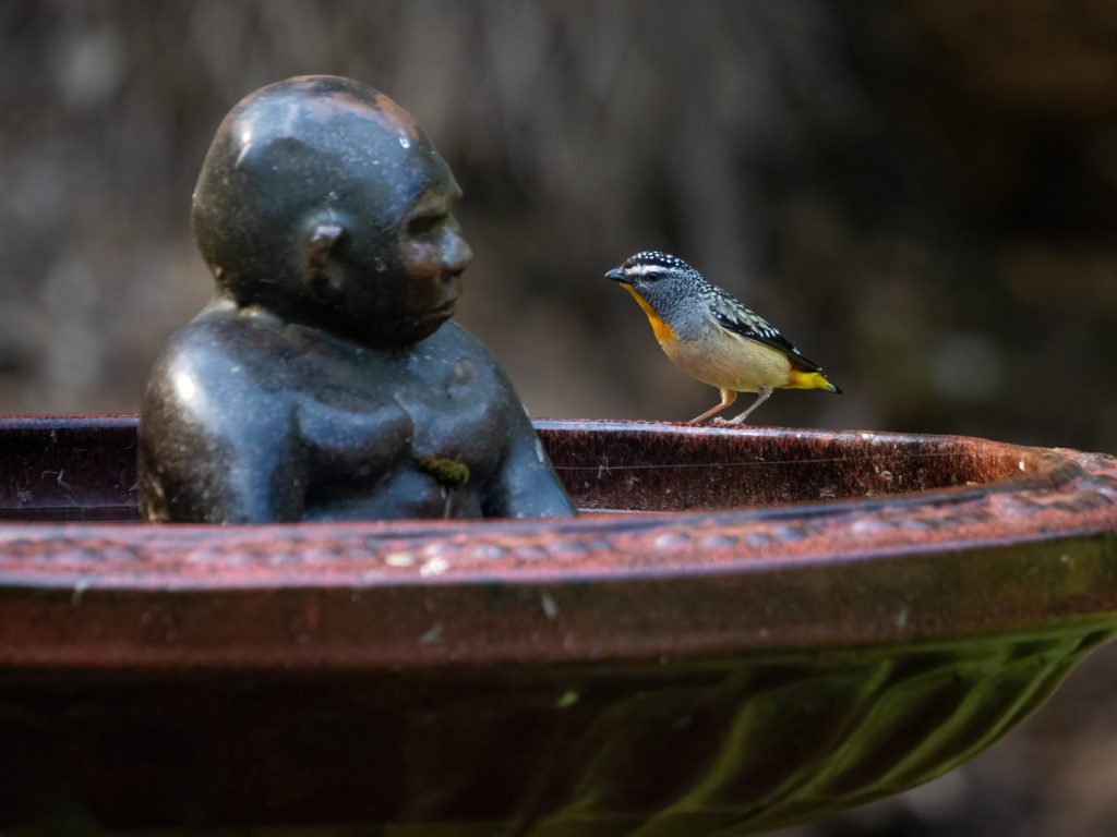 Spotted Pardalote_The Floating Forest_Denmark_25-10-23_Hires_001