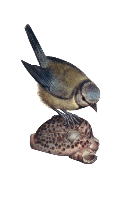 nature-banner-ornament