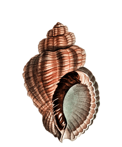 nature-postcard-1-ornament