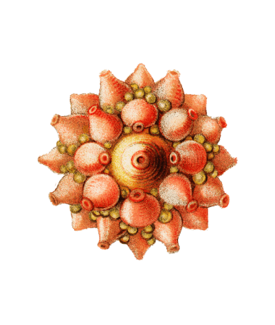 story-textimage-2-ornament