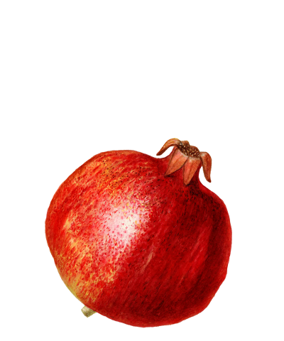 tingle-postcard-1-ornament