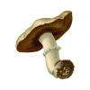 wandoo-ornament-1