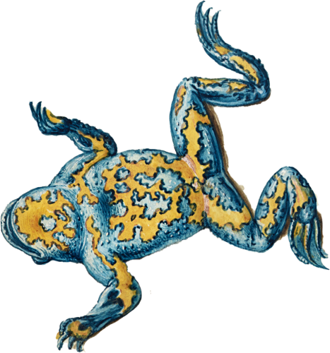 Frog