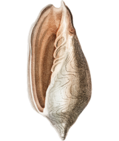 activities-textimage-1-ornament