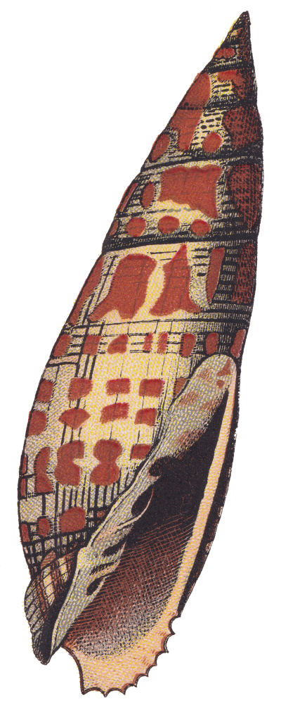 home-banner-ornament-2