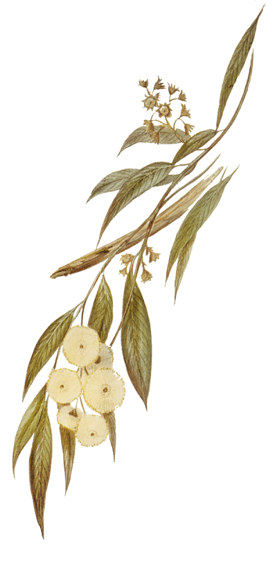 home-banner-ornament-6