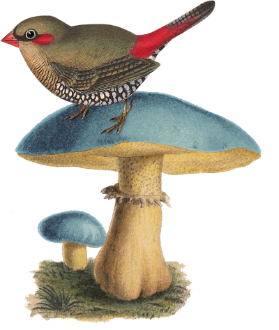 home-textimage-1-ornament