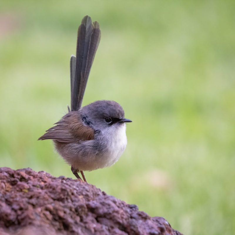 Red-winged Fary-wren_The Floating Forest_Denmark_23-10-23_Hires_010