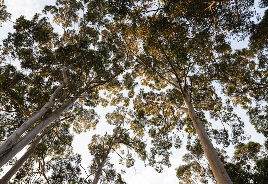 Old growth forest